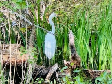 Pelican&#8217;s Perch, Daufuskie Island Vacation Rental Group