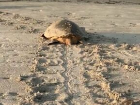 A Daufuskie Turtle, Daufuskie Island Vacation Rental Group