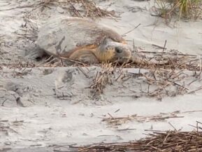 A Daufuskie Turtle, Daufuskie Island Vacation Rental Group