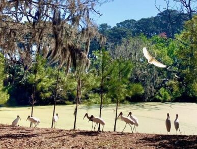 Oasis Cottage, Daufuskie Island Vacation Rental Group