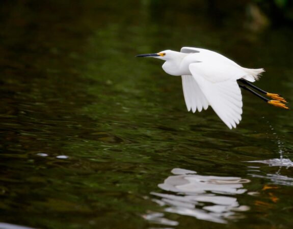 Explore Daufuskie Island, Daufuskie Island Vacation Rental Group