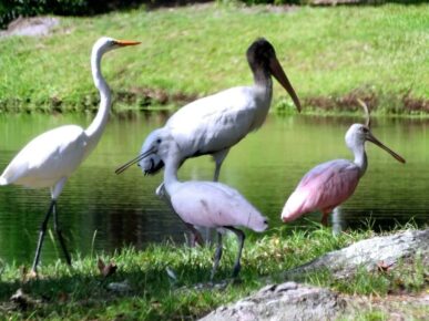 Sycamore Cottage, Daufuskie Island Vacation Rental Group